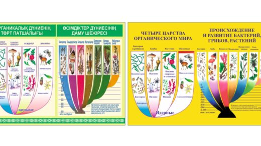 Стенд ортаникалық дүниенің төрт патшалығы, четыре царства органического мира, происхождение бактерий [CDR]