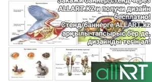Стенд Красная книга Казахстана и стенд биологии [CDR]