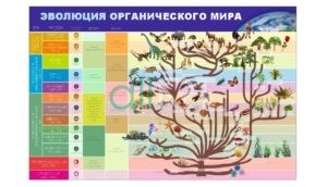 Стенд табиғат тіршілік бесігі , стенд биологии на казахском [CDR]